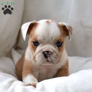 Dante, English Bulldog Puppy